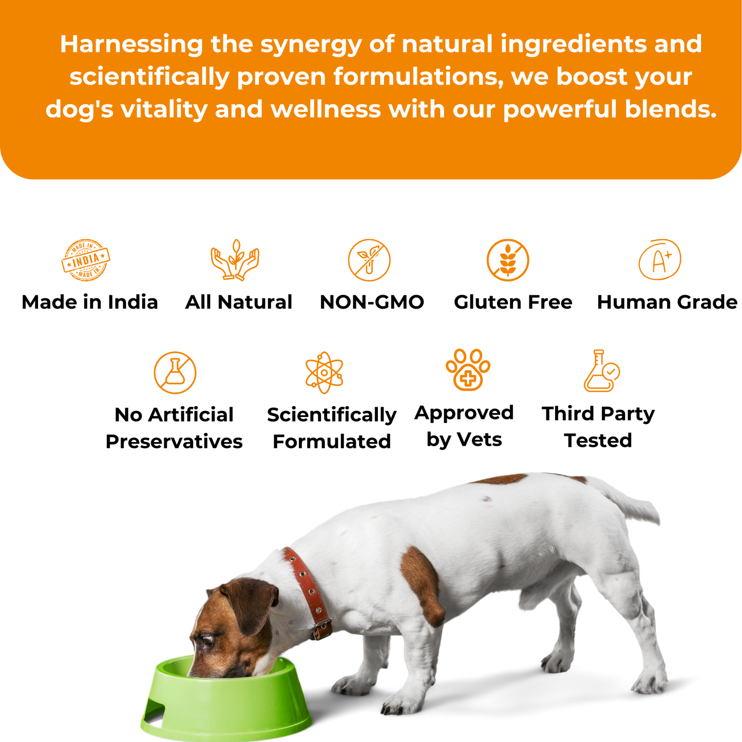 Vettofit Nutri-topper for homemade food for dogs | Everyday Balanced Nutrition for Dogs - VETTOFIT